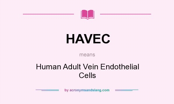 What does HAVEC mean? It stands for Human Adult Vein Endothelial Cells