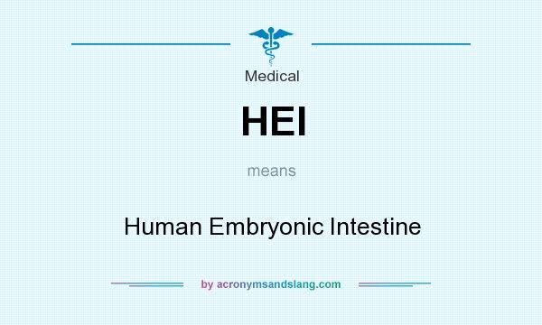 What does HEI mean? It stands for Human Embryonic Intestine
