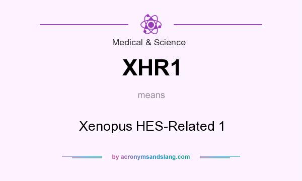 What does XHR1 mean? It stands for Xenopus HES-Related 1