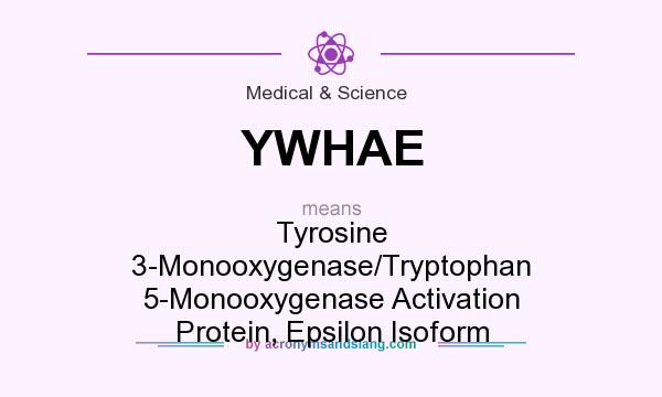 What does YWHAE mean? It stands for Tyrosine 3-Monooxygenase/Tryptophan 5-Monooxygenase Activation Protein, Epsilon Isoform