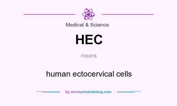 What does HEC mean? It stands for human ectocervical cells