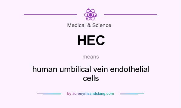 What does HEC mean? It stands for human umbilical vein endothelial cells