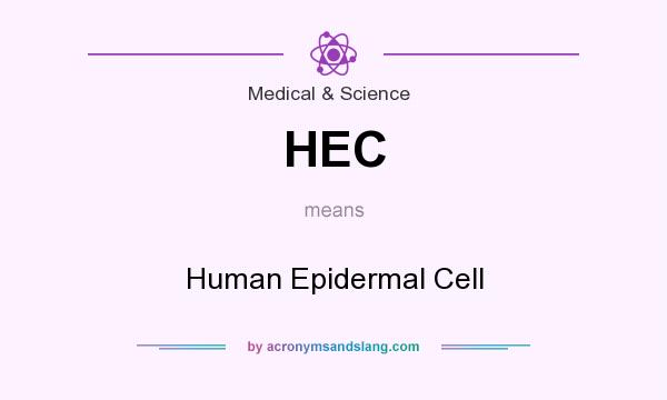 What does HEC mean? It stands for Human Epidermal Cell
