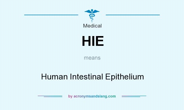 What does HIE mean? It stands for Human Intestinal Epithelium