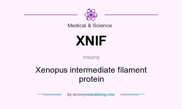 What does XNIF mean? It stands for Xenopus intermediate filament protein