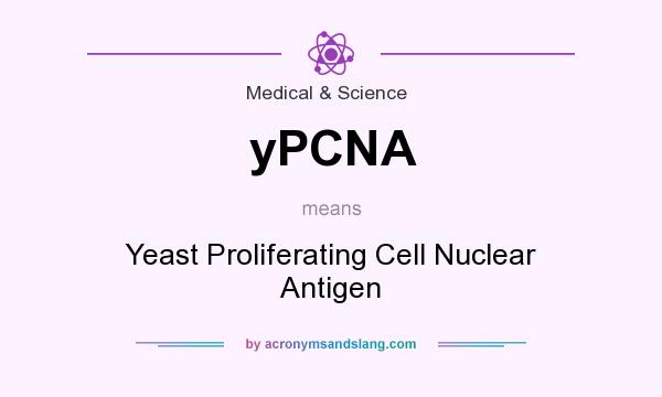 What does yPCNA mean? It stands for Yeast Proliferating Cell Nuclear Antigen