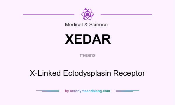 What does XEDAR mean? It stands for X-Linked Ectodysplasin Receptor