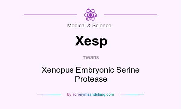 What does Xesp mean? It stands for Xenopus Embryonic Serine Protease
