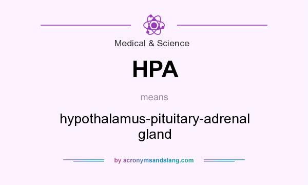 What does HPA mean? It stands for hypothalamus-pituitary-adrenal gland
