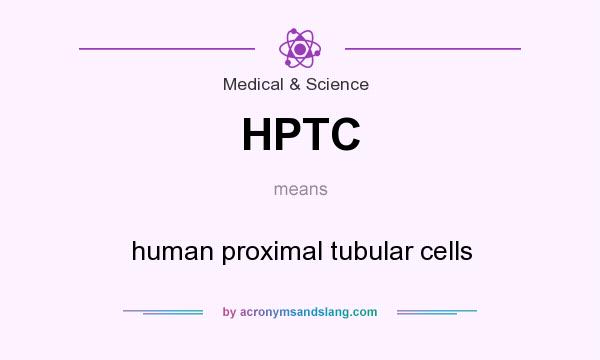 What does HPTC mean? It stands for human proximal tubular cells
