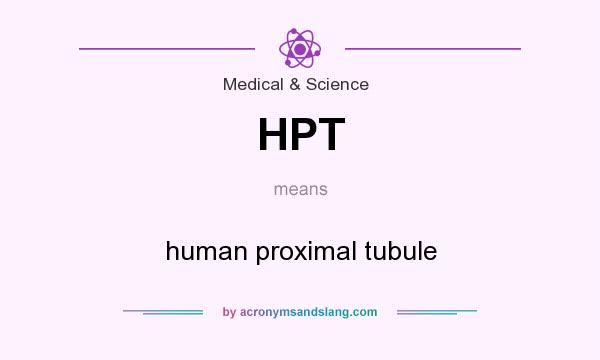 What does HPT mean? It stands for human proximal tubule