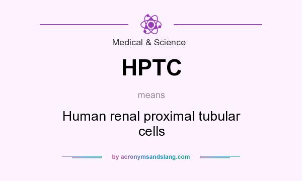 What does HPTC mean? It stands for Human renal proximal tubular cells
