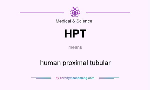 What does HPT mean? It stands for human proximal tubular