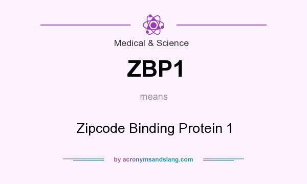 What does ZBP1 mean? It stands for Zipcode Binding Protein 1
