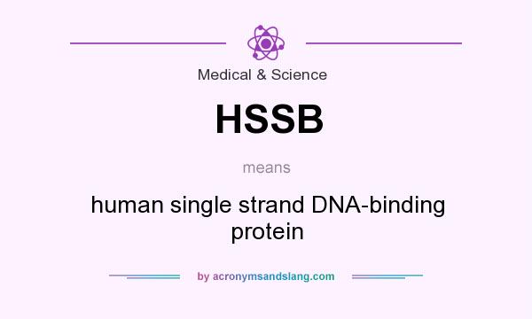 What does HSSB mean? It stands for human single strand DNA-binding protein