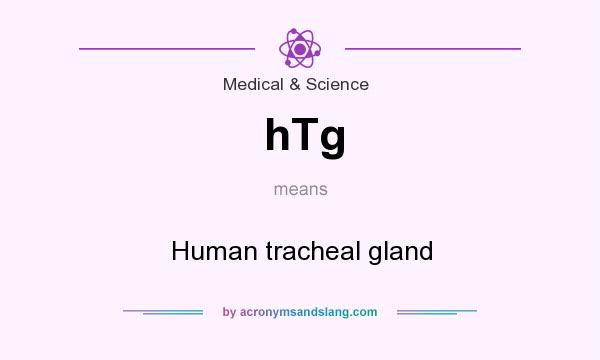 What does hTg mean? It stands for Human tracheal gland