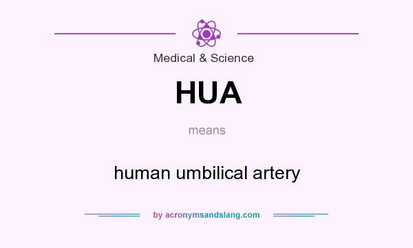 What does HUA mean? It stands for human umbilical artery