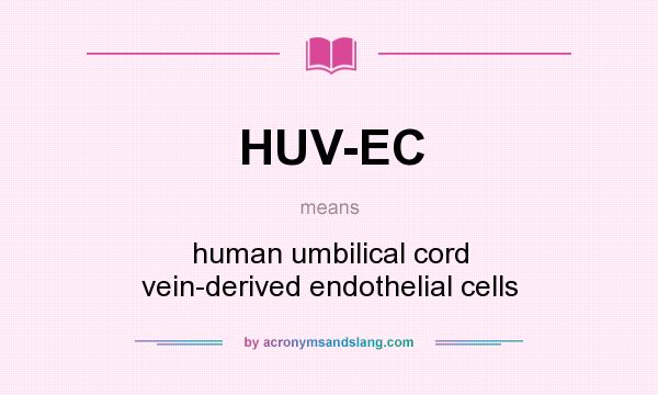 What does HUV-EC mean? It stands for human umbilical cord vein-derived endothelial cells