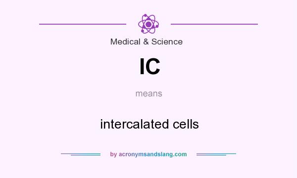 What does IC mean? It stands for intercalated cells