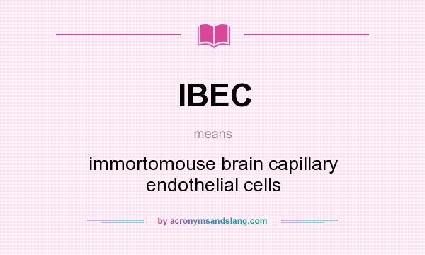 What does IBEC mean? It stands for immortomouse brain capillary endothelial cells