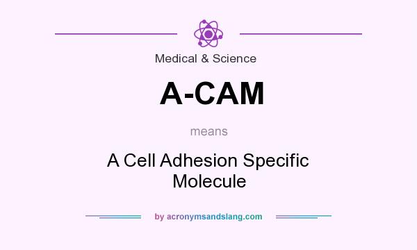 What does A-CAM mean? It stands for A Cell Adhesion Specific Molecule