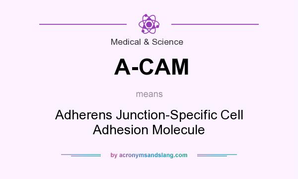 What does A-CAM mean? It stands for Adherens Junction-Specific Cell Adhesion Molecule