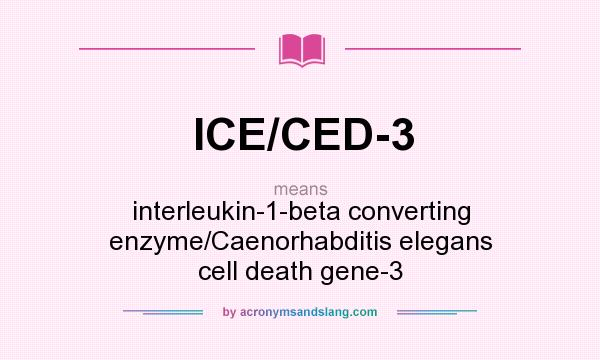 What does ICE/CED-3 mean? It stands for interleukin-1-beta converting enzyme/Caenorhabditis elegans cell death gene-3