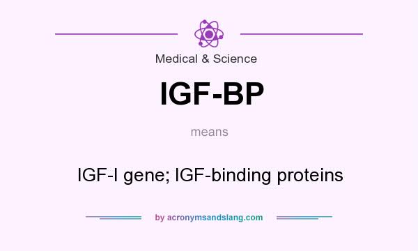 What does IGF-BP mean? It stands for IGF-I gene; IGF-binding proteins