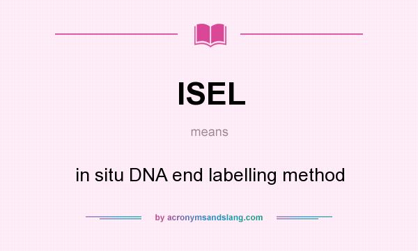 What does ISEL mean? It stands for in situ DNA end labelling method