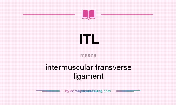 What does ITL mean? It stands for intermuscular transverse ligament