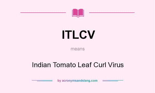 What does ITLCV mean? It stands for Indian Tomato Leaf Curl Virus