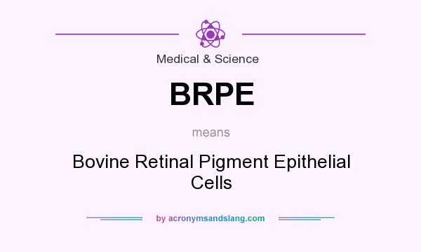 What does BRPE mean? It stands for Bovine Retinal Pigment Epithelial Cells