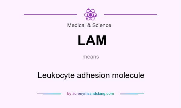 What does LAM mean? It stands for Leukocyte adhesion molecule