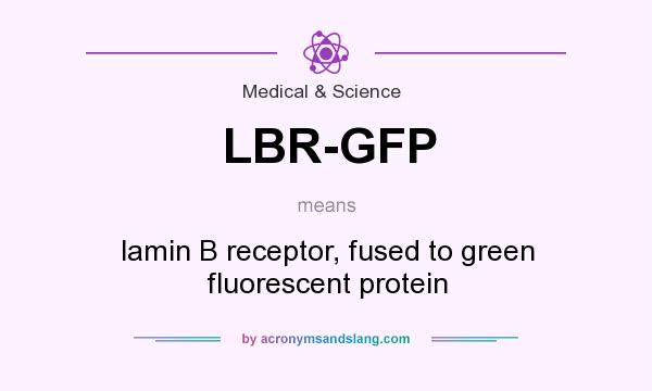What does LBR-GFP mean? It stands for lamin B receptor, fused to green fluorescent protein