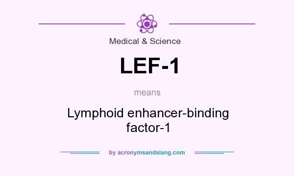 What does LEF-1 mean? It stands for Lymphoid enhancer-binding factor-1