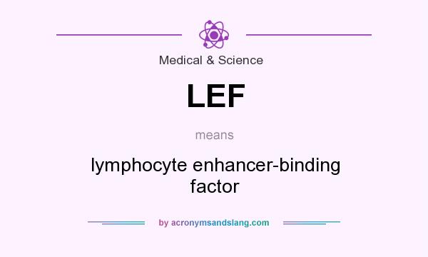 What does LEF mean? It stands for lymphocyte enhancer-binding factor