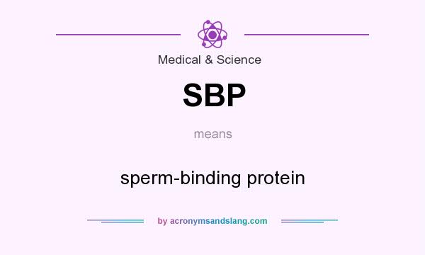 What does SBP mean? It stands for sperm-binding protein