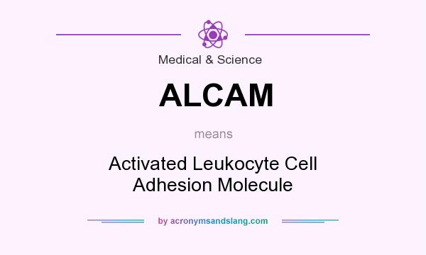 What does ALCAM mean? It stands for Activated Leukocyte Cell Adhesion Molecule