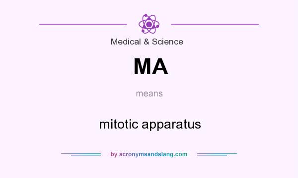 What does MA mean? It stands for mitotic apparatus