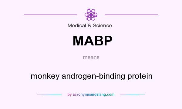 What does MABP mean? It stands for monkey androgen-binding protein