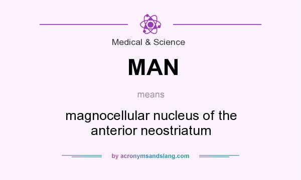 What does MAN mean? It stands for magnocellular nucleus of the anterior neostriatum