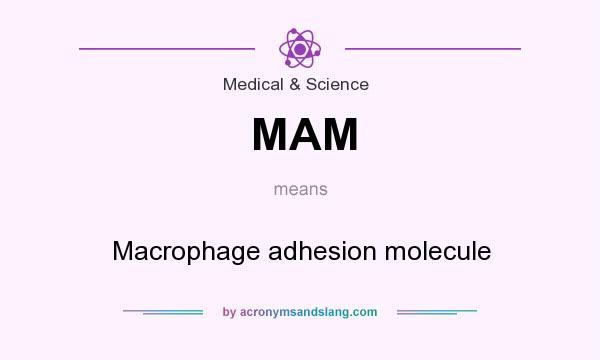 What does MAM mean? It stands for Macrophage adhesion molecule
