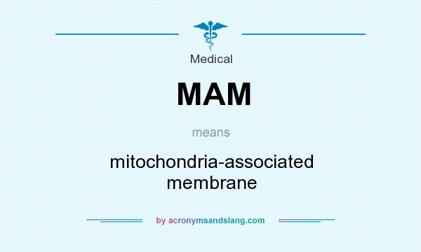 What does MAM mean? It stands for mitochondria-associated membrane