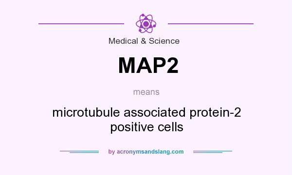 What does MAP2 mean? It stands for microtubule associated protein-2 positive cells