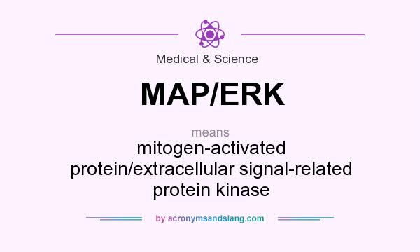 What does MAP/ERK mean? It stands for mitogen-activated protein/extracellular signal-related protein kinase