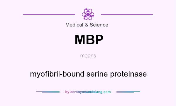 What does MBP mean? It stands for myofibril-bound serine proteinase