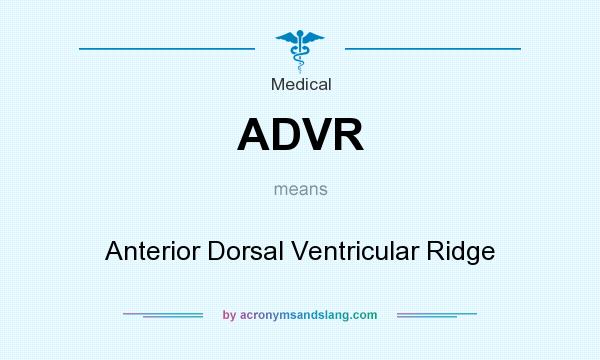 What does ADVR mean? It stands for Anterior Dorsal Ventricular Ridge