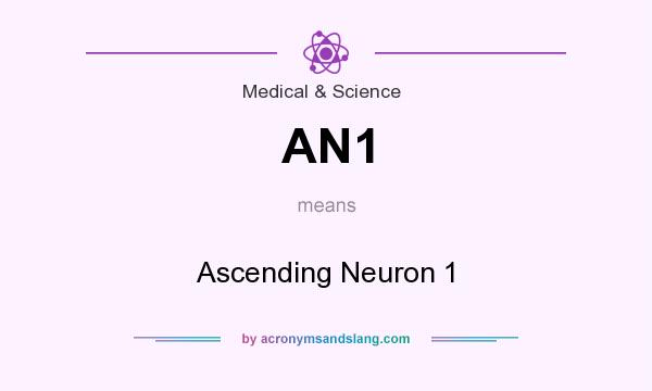 What does AN1 mean? It stands for Ascending Neuron 1