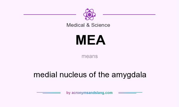 What does MEA mean? It stands for medial nucleus of the amygdala