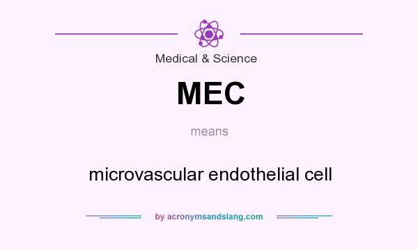 What does MEC mean? It stands for microvascular endothelial cell